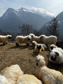 Valais Blacknose Sheep - The Cutest Sheep in the World - Valais Iowa