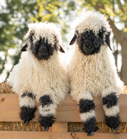 Valais Blacknose Sheep - The Cutest Sheep in the World - Valais Iowa
