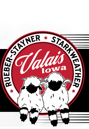 Valais Blacknose Sheep - The Cutest Sheep in the World - Valais Iowa
