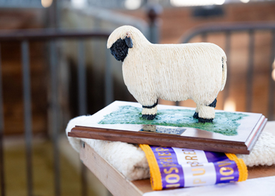 Valais Blacknose Sheep - The Cutest Sheep in the World - Valais Iowa