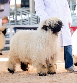 Valais Iowa Kobra Kai