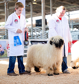 Valais Iowa Kobra Kai