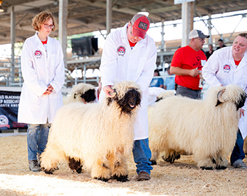 Valais Iowa Kobra Kai