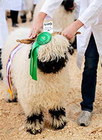 Valais Iowa Donor Ewes
